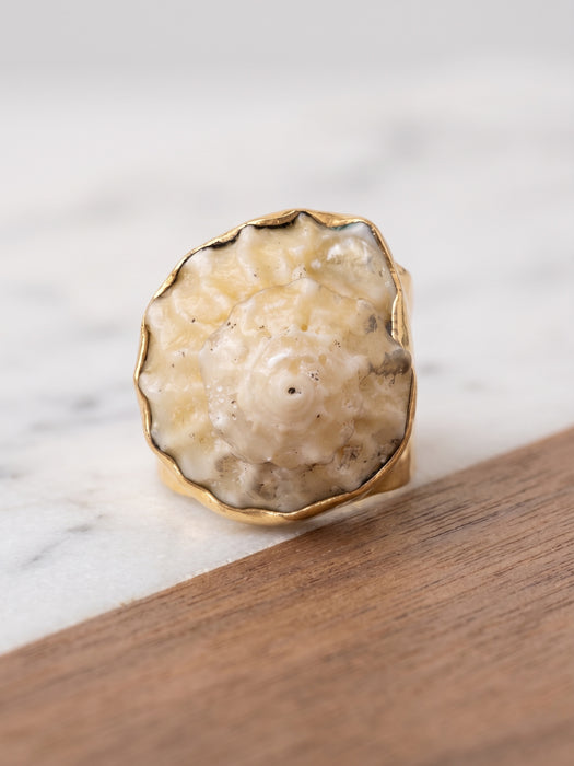 Anillo de Concha